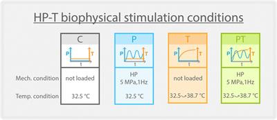 Synergetic support of cartilage homeostasis via coupled thermal-pressure stimuli: a transcriptomic study in human cartilage explants